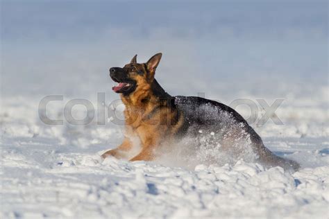 German shepherd dog in snow | Stock image | Colourbox