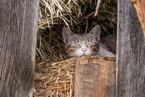 The Life of a Barn Cat - One at a Time Pet Rescue