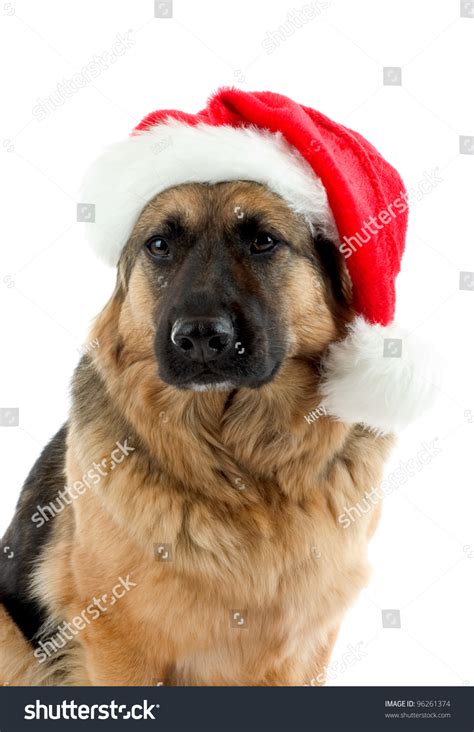 German Shepherd Dog With Santa Hat Stock Photo 96261374 : Shutterstock