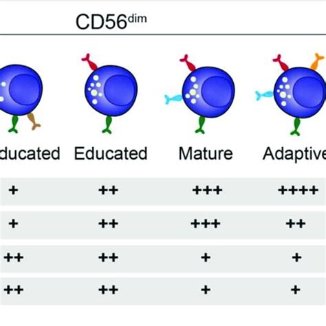 | NK cell subsets. Overview of the distinct stages of NK cell ...