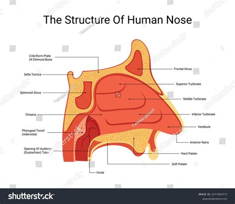 Structure Human Nose Vector Human Nose Stock Vector (Royalty Free ...