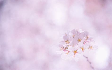 Sakura Flower Wallpapers - Wallpaper Cave