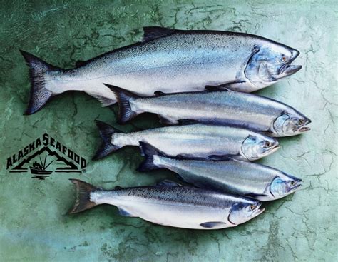 Farmed and Wild Salmon