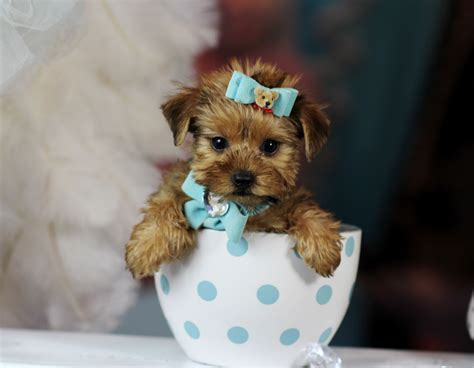 Teacup Yorkie Puppies For Sale - Tanya Tanya