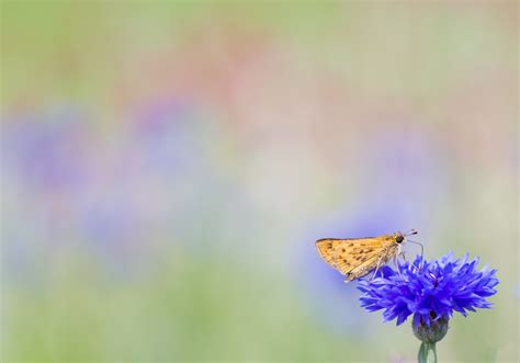 Skip, Skip, Skipper! Skipper, Hesperiidae - Christy Cox Photography