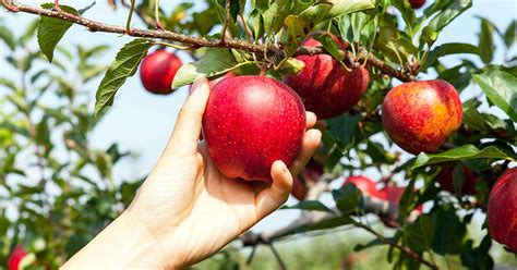 How to Grow and Care for Apple Trees | Gardener’s Path