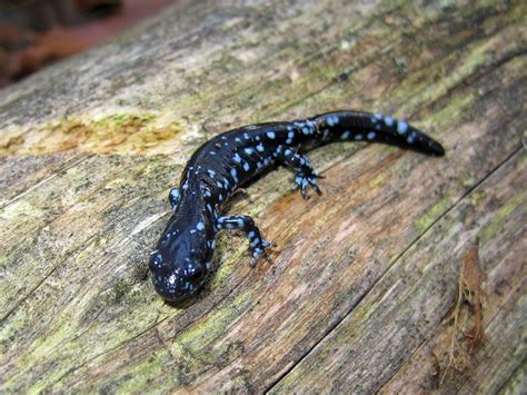 Blue Spotted Salamander Facts and Pictures