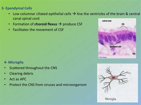 Nervous tissue (Histology) | PPT