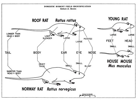 Rodents | fairhavenma