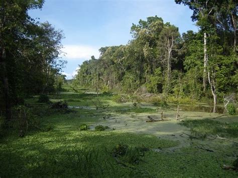 Manaus Pictures - Traveler Photos of Manaus, Amazon River - Tripadvisor