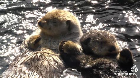 Sea Otters Hold Hands When They Sleep To Keep From Drifting Apart