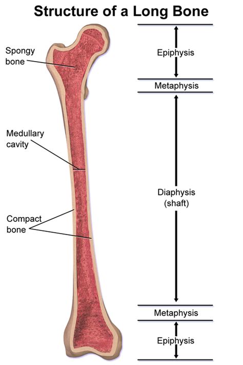 Anatomy of Long Bone - TUCCI KINESIOLOGY