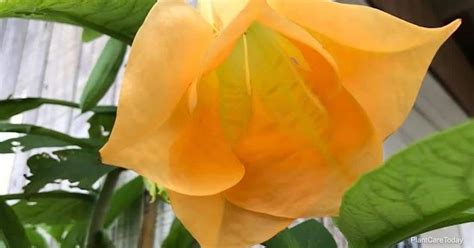 How To Grow Brugmansia Angel Trumpet Plants From Seed?