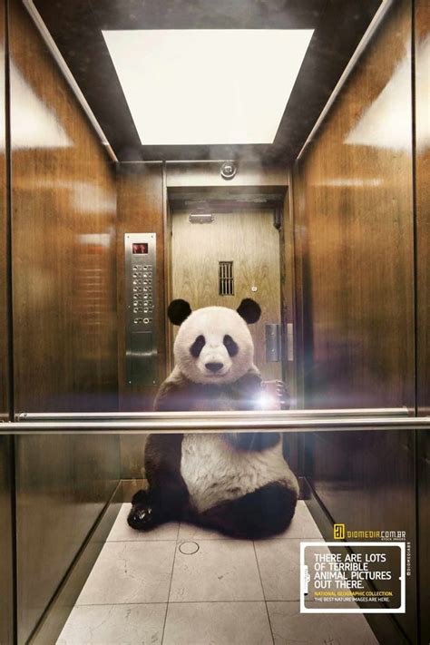 25 Cute And Funny Print Ads Starring Animals | Bored Panda