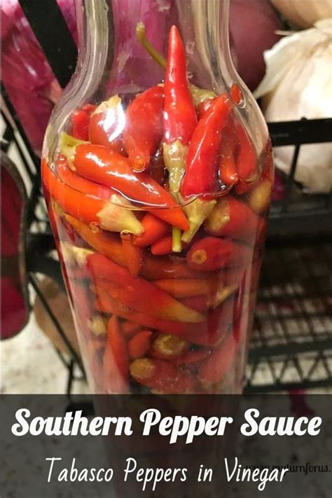 Southern Pepper Sauce-Tabasco Peppers in Vinegar | Hot sauce recipes ...