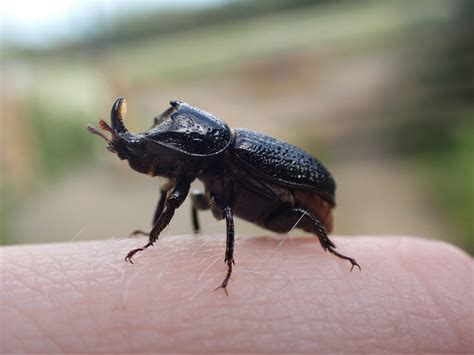 Rhinoceros Beetle - Natural History Society of Northumbria