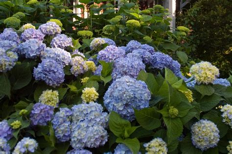 Endless Summer® The Original Reblooming Hydrangea (Hydrangea ...