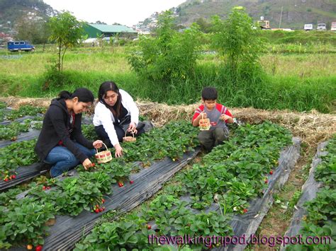 The Walking Tripod: La Trinidad: Strawberry Farm