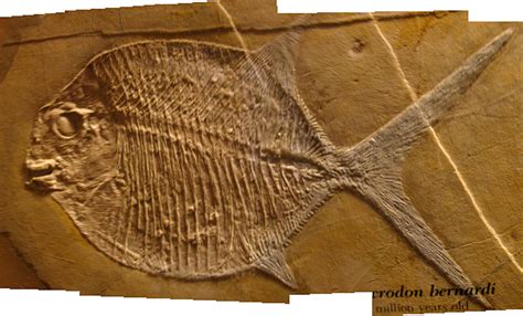 Louisville Fossils and Beyond: Microdon bernardi Fish Fossil