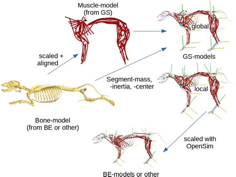 Latissimus Dorsi Canine - Human Anatomy