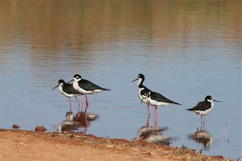 Premium Photo | American avocet flock in migration