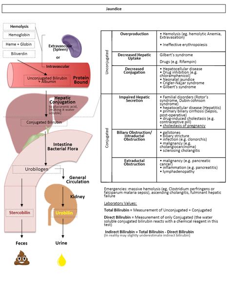 Overview and Differential Diagnosis in Jaundice [Clinical] : r ...