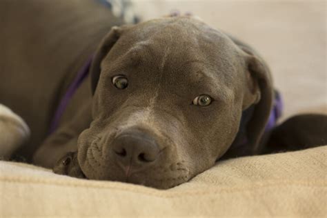 Blue Nose Pitbull Breed Guide, Facts, Training & Price - Marvelous Dogs