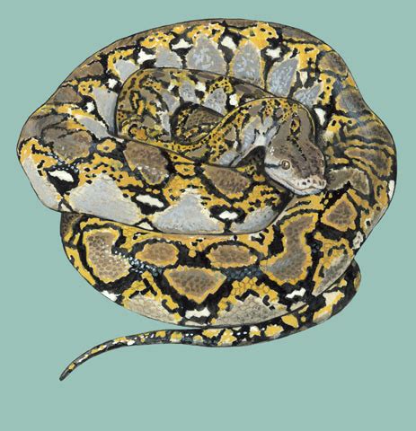 ADW: Python reticulatus: PICTURES