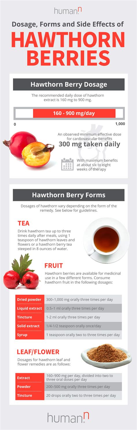 The Top 5 Hawthorn Berry Benefits (Plus How To Use) | HumanN