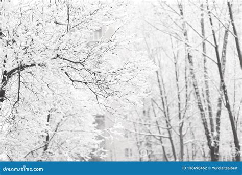 Close Up.City Winter Landscape. the Hoar-frost Trees Stock Photo ...