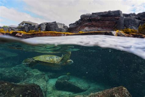 Two-Stop Snorkeling Tour in Kona Harga Promo Terbaru 2023