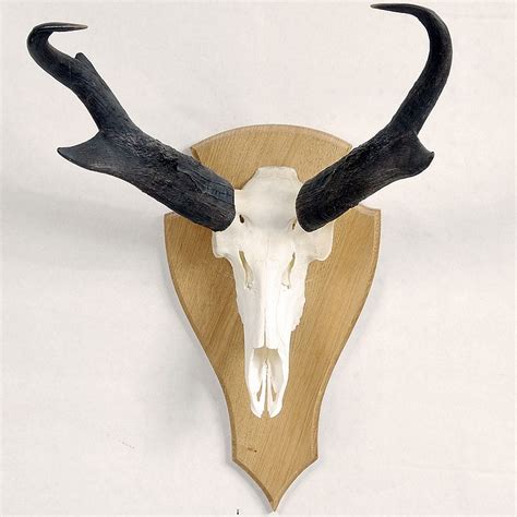 TAXIDERMY: AMERICAN PRONGHORN ANTELOPE - European mount male