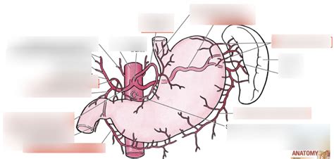 Blood Supply of the Stomach Diagram | Quizlet