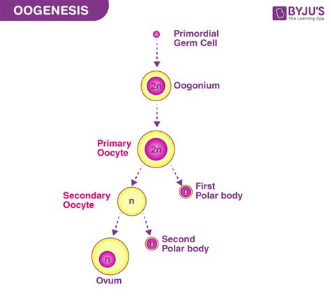 What Is a Primary Oocyte? Get the Answer at BYJU'S NEET