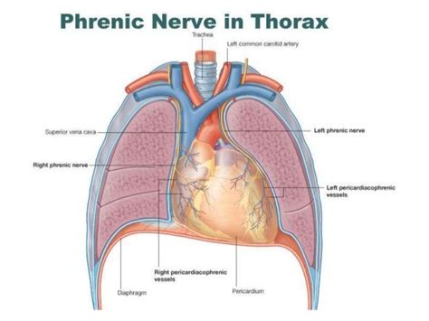 The phrenic nerve