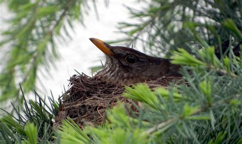 Blackbird Nest Brood Bird - Free photo on Pixabay - Pixabay