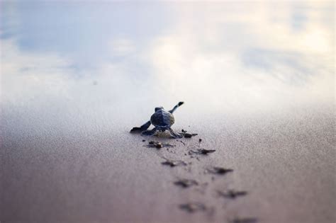 Baby Sea Turtle Wallpapers - Top Free Baby Sea Turtle Backgrounds ...