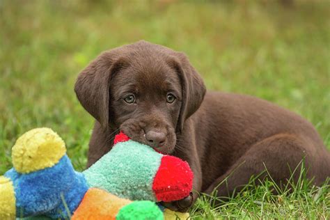 Chocolate Labrador Retriever Puppy Photograph by Linda Arndt - Pixels