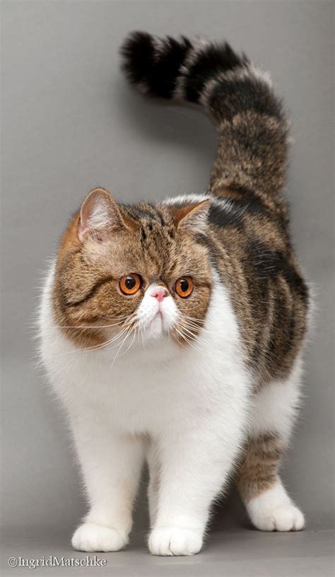 30 best Exotic Shorthair Cat Breed images on Pinterest | Breeds of cats ...