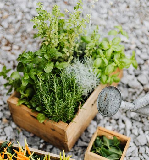 How to Care for a Mixed Herb Planter – Urban Leaf