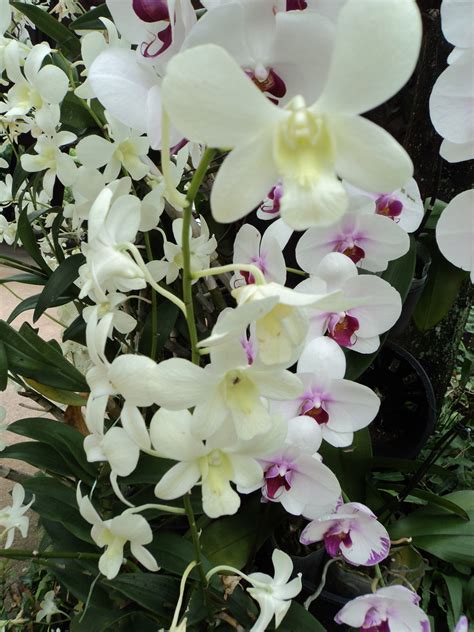 White Orchids 2 Free Stock Photo - Public Domain Pictures