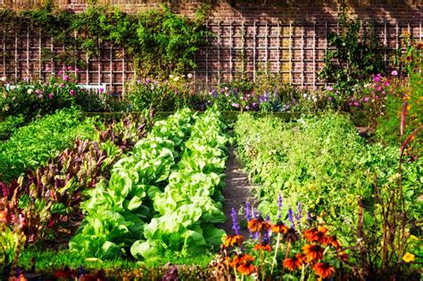 Vegetable Garden Design Ideas | HGTV