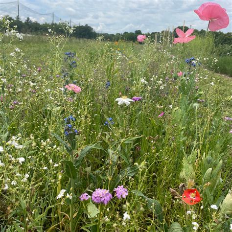 Shady Wildflower Meadow Seed Mix – Hudson Valley Seed Company