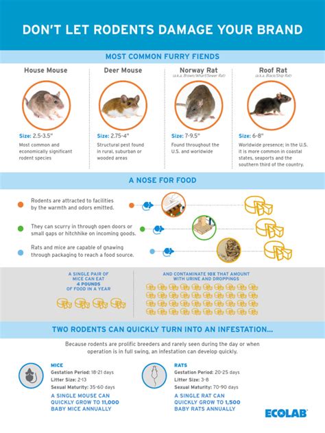 Rodents Infographic - v4 PDF | PDF