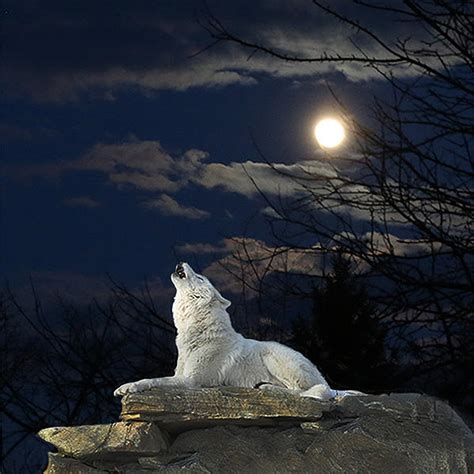 White Wolf Howling At The Moon by Imageries Photography