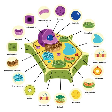 The Structure Of Plant Cell 45766502 Vector Art at Vecteezy