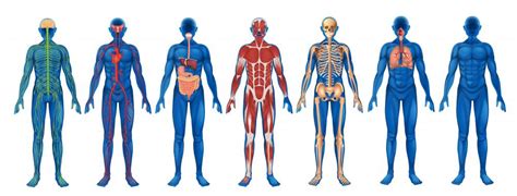 What is Human Physiology? (with pictures)