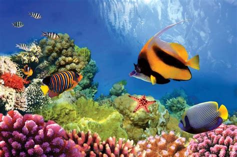 Great Barrier Reef | Map, Animals, Bleaching, & Facts | Britannica