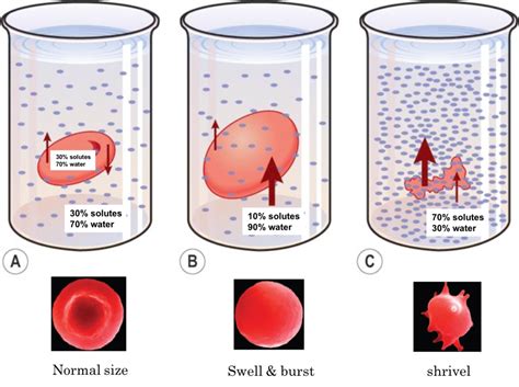 Hypertonic Diagram