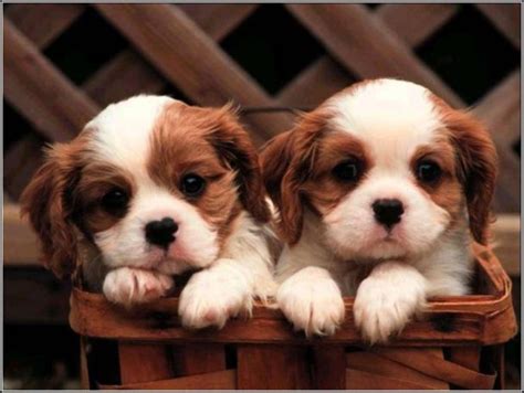 Perros bebés, bonitos y tiernos ¡Fotos sorprendentes + historia!